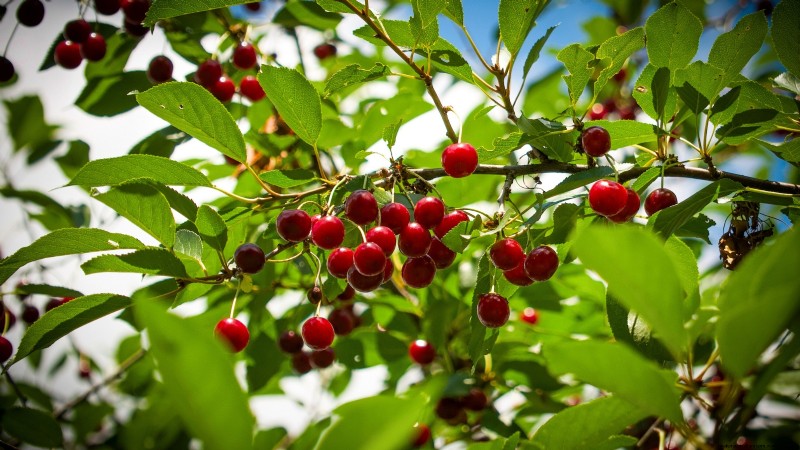 15 Nutrient-Dense Garden Plants to Combat Food Insecurity