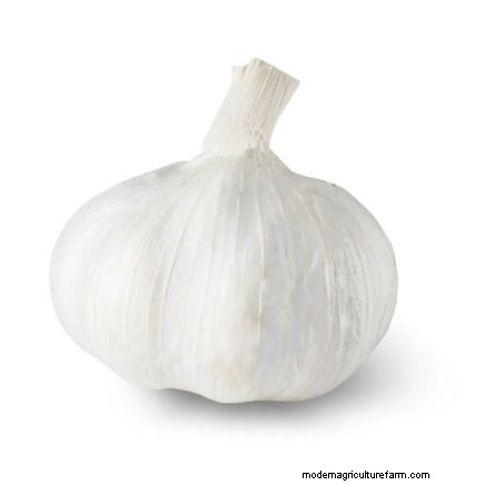 Garlic Harvest Guide: Knowing When to Pick Your Crop