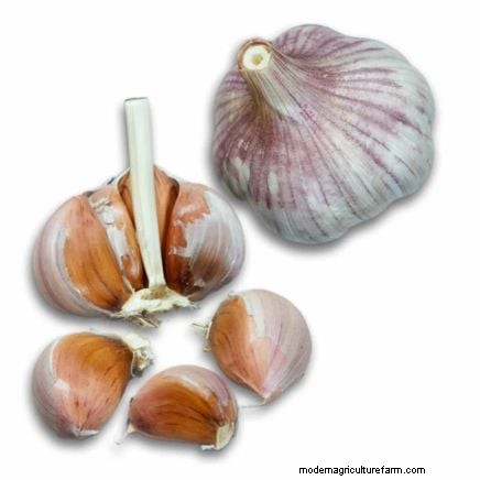 Garlic Harvest Guide: Knowing When to Pick Your Crop