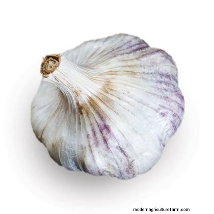 Garlic Harvest Guide: Knowing When to Pick Your Crop