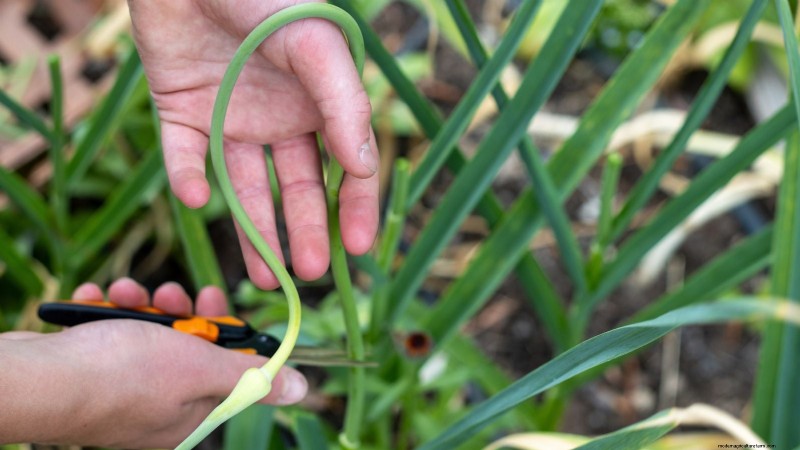 Garlic Harvest Guide: Knowing When to Pick Your Crop