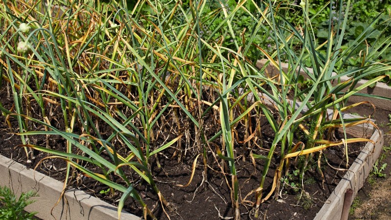 Garlic Harvest Guide: Knowing When to Pick Your Crop