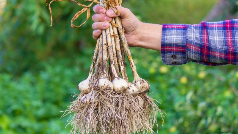 Garlic Harvest Guide: Knowing When to Pick Your Crop