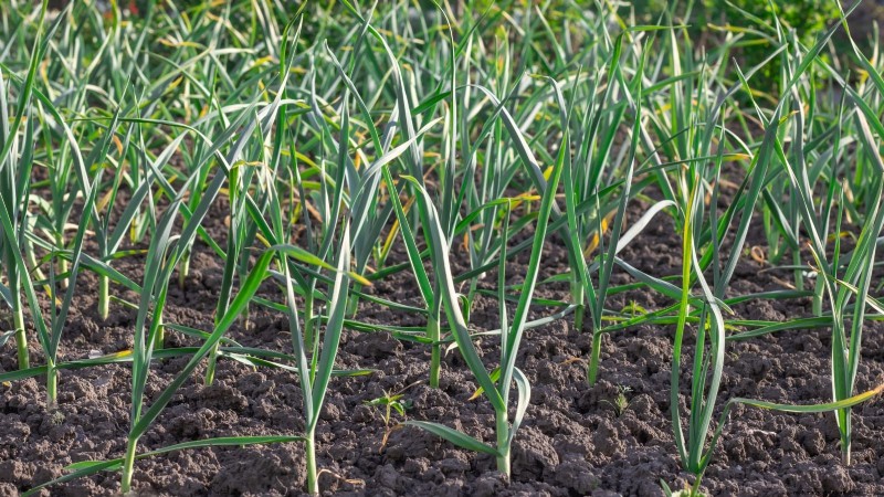 Garlic Harvest Guide: Knowing When to Pick Your Crop