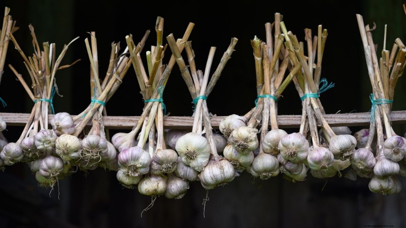 Garlic Harvest Guide: Knowing When to Pick Your Crop