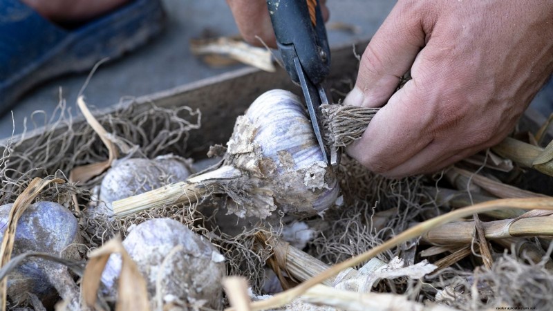 Garlic Harvest Guide: Knowing When to Pick Your Crop