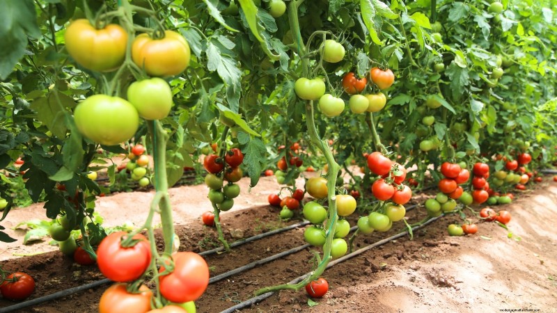 Tomato Plant Defoliation: Benefits, Risks & When to Avoid It