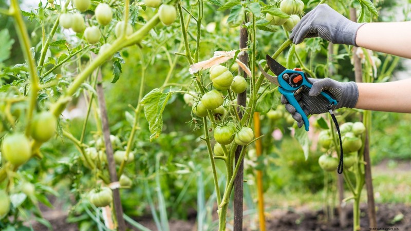 Tomato Plant Defoliation: Benefits, Risks & When to Avoid It
