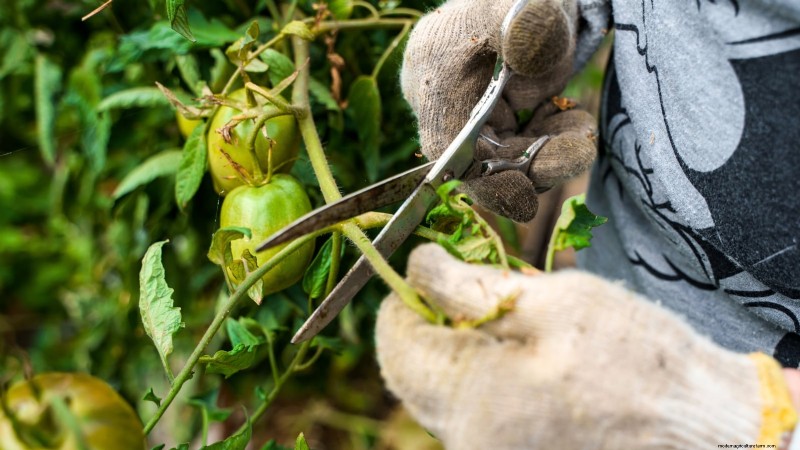 Tomato Plant Defoliation: Benefits, Risks & When to Avoid It