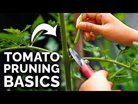 Tomato Plant Defoliation: Benefits, Risks & When to Avoid It