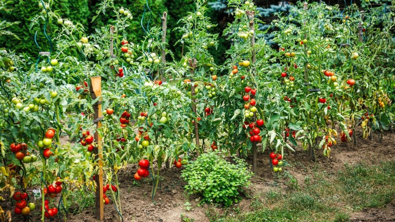 Tomato Plant Defoliation: Benefits, Risks & When to Avoid It