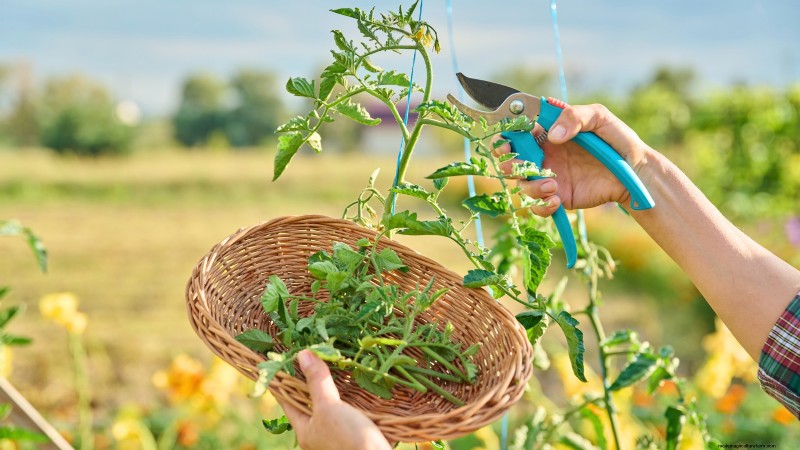 Tomato Plant Defoliation: Benefits, Risks & When to Avoid It