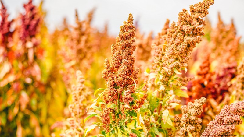 Quinoa Harvesting Guide: Timing & Best Practices