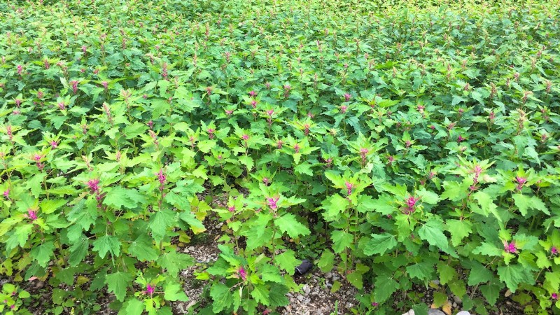 Quinoa Harvesting Guide: Timing & Best Practices