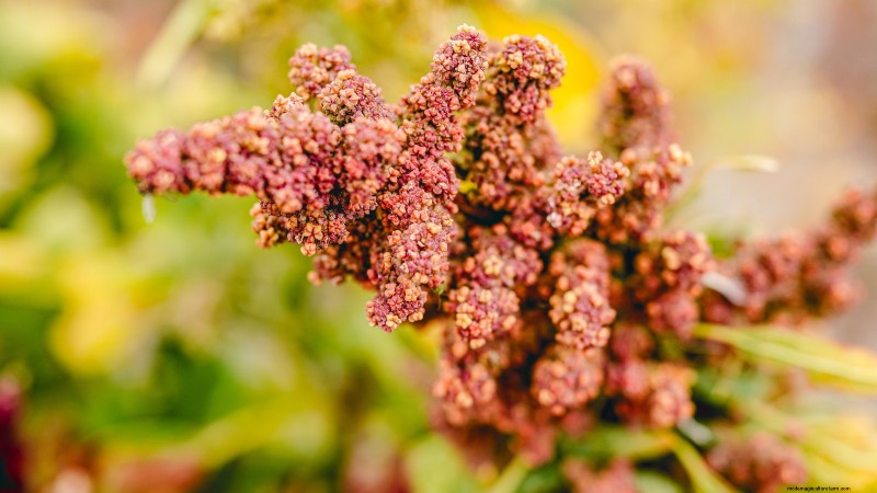 Quinoa Harvesting Guide: Timing & Best Practices