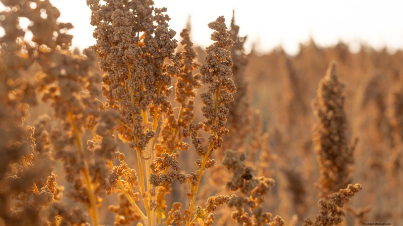 Quinoa Harvesting Guide: Timing & Best Practices