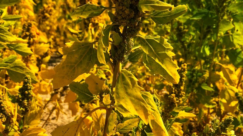 Quinoa Harvesting Guide: Timing & Best Practices