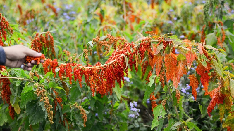 Quinoa Harvesting Guide: Timing & Best Practices