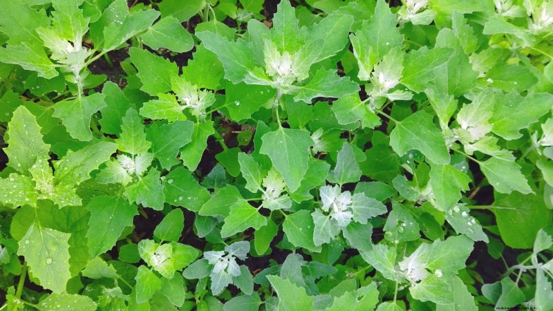 Quinoa Harvesting Guide: Timing & Best Practices