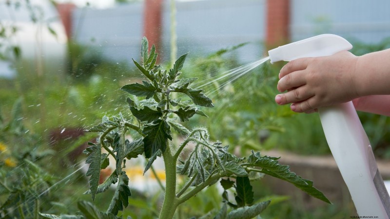 Maximize Your Harvest: 5 Tips for Growing Giant Vegetables