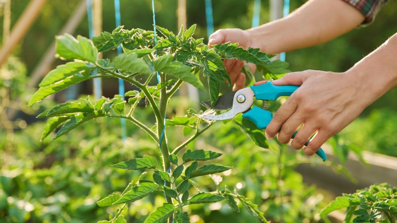 Maximize Your Harvest: 5 Tips for Growing Giant Vegetables