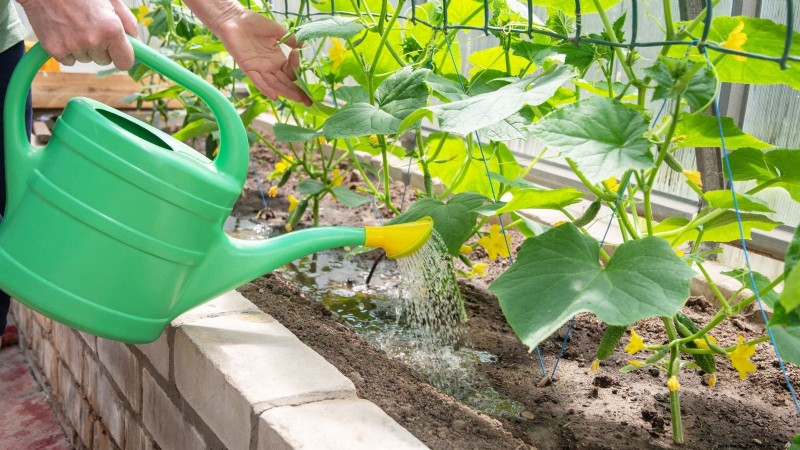 Maximize Your Harvest: 5 Tips for Growing Giant Vegetables