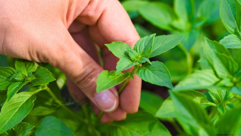 Maximize Your Harvest: 5 Tips for Growing Giant Vegetables
