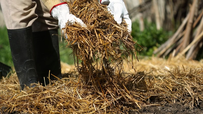 Maximize Your Harvest: 5 Tips for Growing Giant Vegetables