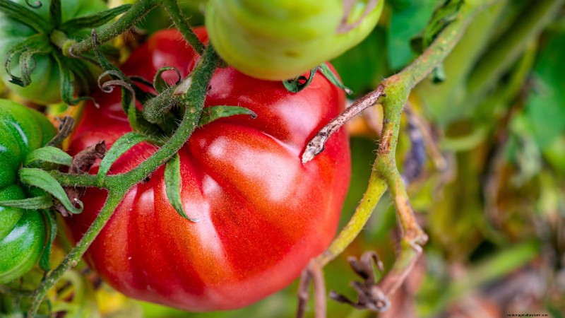 Best Pole Tomato Varieties for Home Gardens: High-Yield & Disease-Resistant