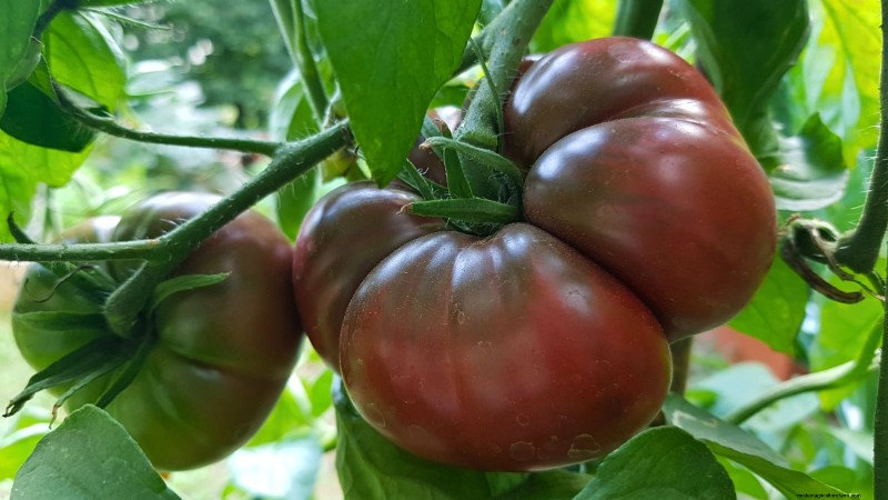 Best Pole Tomato Varieties for Home Gardens: High-Yield & Disease-Resistant