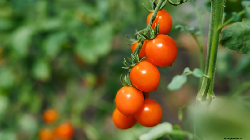 Best Pole Tomato Varieties for Home Gardens: High-Yield & Disease-Resistant