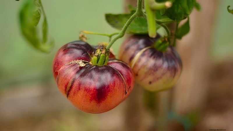 Best Pole Tomato Varieties for Home Gardens: High-Yield & Disease-Resistant