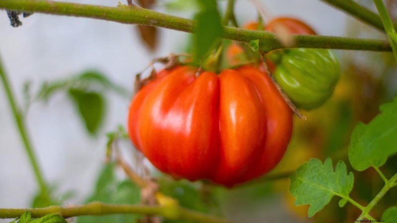 Best Pole Tomato Varieties for Home Gardens: High-Yield & Disease-Resistant