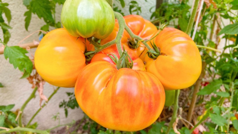 Best Pole Tomato Varieties for Home Gardens: High-Yield & Disease-Resistant