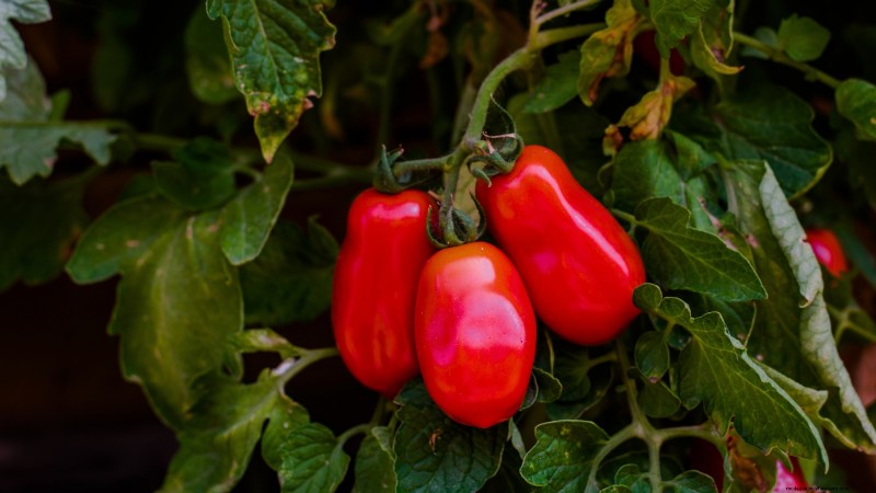 Best Pole Tomato Varieties for Home Gardens: High-Yield & Disease-Resistant