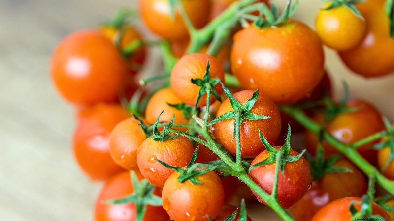 Best Pole Tomato Varieties for Home Gardens: High-Yield & Disease-Resistant