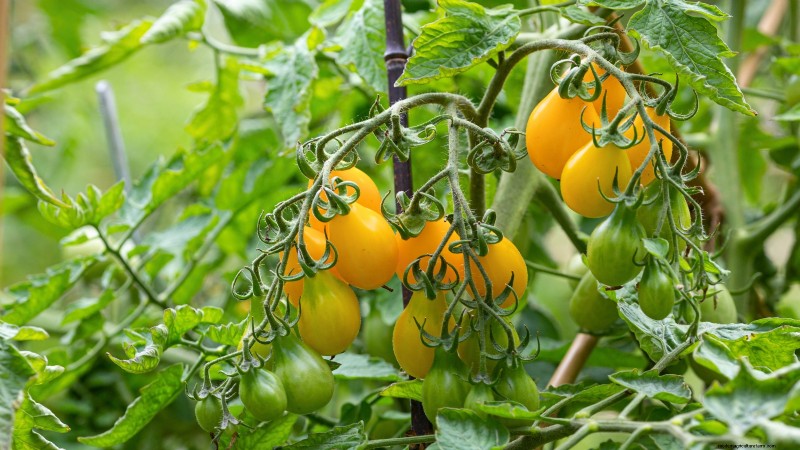 Best Pole Tomato Varieties for Home Gardens: High-Yield & Disease-Resistant