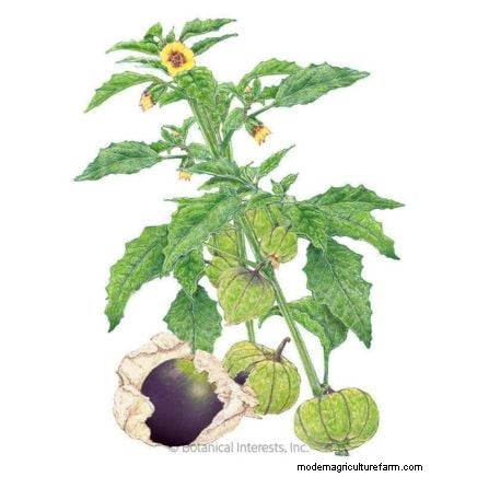 Troubleshooting: Why Aren t My Tomatillos Fruiting? - [Your Website Name]