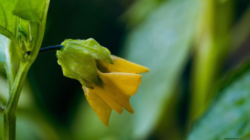 Troubleshooting: Why Aren t My Tomatillos Fruiting? - [Your Website Name]