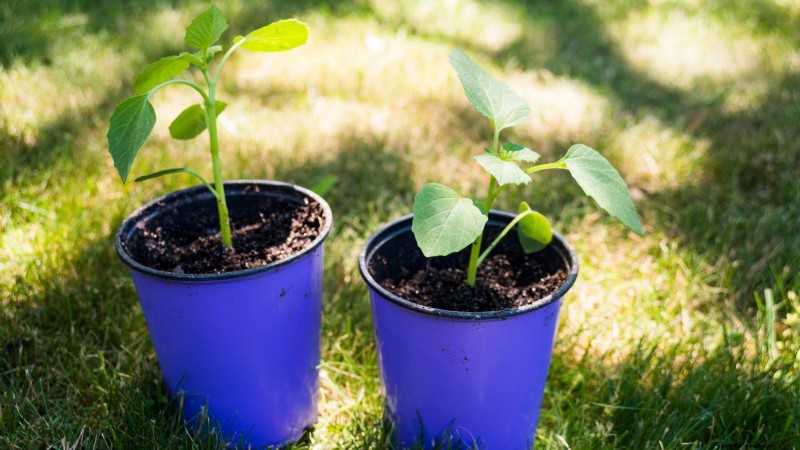 Troubleshooting: Why Aren t My Tomatillos Fruiting? - [Your Website Name]