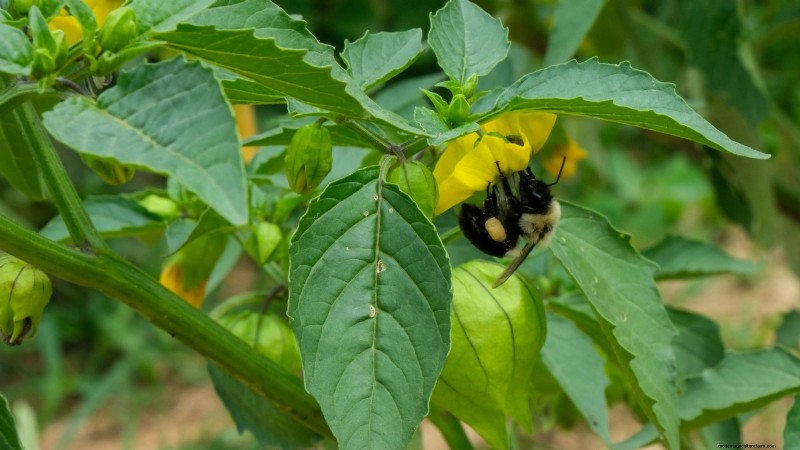 Troubleshooting: Why Aren t My Tomatillos Fruiting? - [Your Website Name]