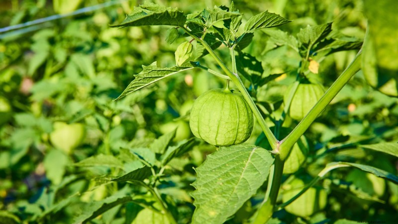 Troubleshooting: Why Aren t My Tomatillos Fruiting? - [Your Website Name]