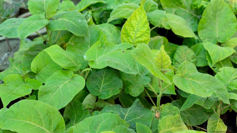 Troubleshooting: Why Aren t My Tomatillos Fruiting? - [Your Website Name]