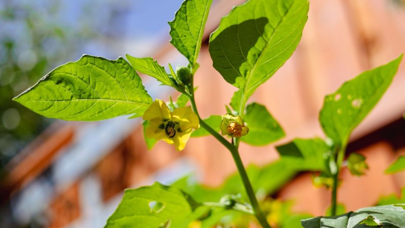 Troubleshooting: Why Aren t My Tomatillos Fruiting? - [Your Website Name]