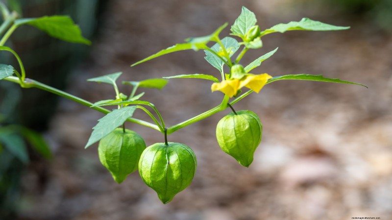 Troubleshooting: Why Aren t My Tomatillos Fruiting? - [Your Website Name]