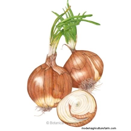 Troubleshooting Onion Rot: Common Causes & Prevention