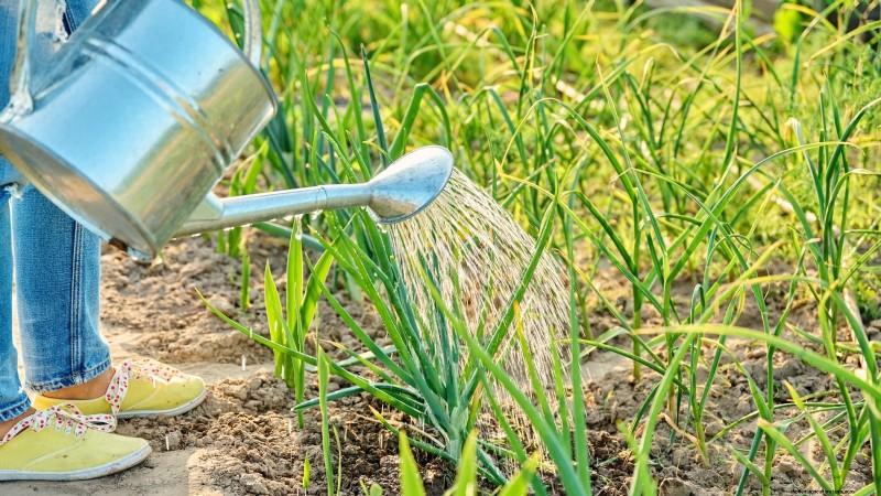 Troubleshooting Onion Rot: Common Causes & Prevention