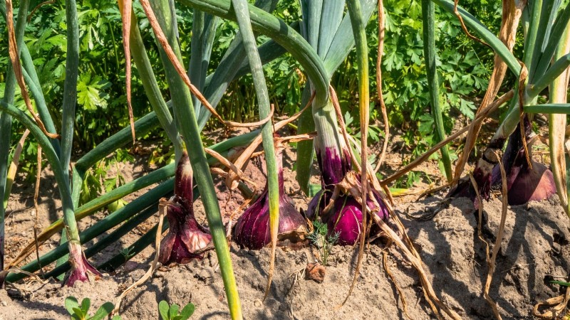 Troubleshooting Onion Rot: Common Causes & Prevention