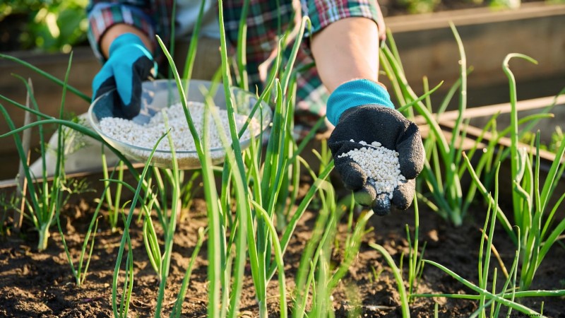 Troubleshooting Onion Rot: Common Causes & Prevention