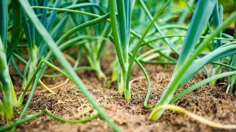 Troubleshooting Onion Rot: Common Causes & Prevention